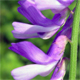 Vicia cracca