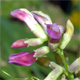 Vicia dumetorum