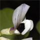 Vicia faba