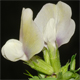 Vicia grandiflora