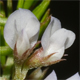 Ervilia hirsuta