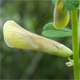 Vicia hybrida