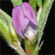 Vicia lathyroides