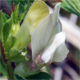 Vicia lutea