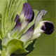 Vicia narbonensis