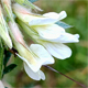 Vicia pannonica p.