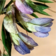 Vicia pannonica s.