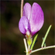 Vicia peregrina
