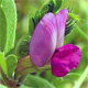 Vicia sativa