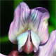 Vicia sepium