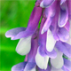Vicia villosa va.