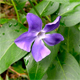 Vinca major