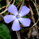 Vinca minor