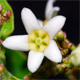 Vincetoxicum hirundinaria