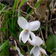 Viola alba