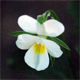 Viola arvensis