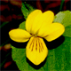 Viola biflora