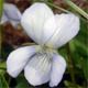 Viola canina