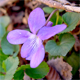 Viola collina