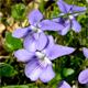 Viola hirta