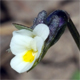 Viola kitaibeliana