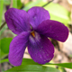 Viola odorata