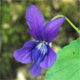 Viola reichenbachiana