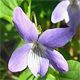 Viola riviniana