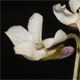 Viola rupestris