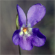 Viola suavis