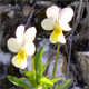 Viola tricolor s.