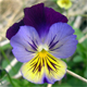 Viola tricolor t.