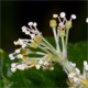Vitis riparia agg.