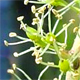 Vitis vinifera