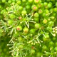 Vitis x koberi
