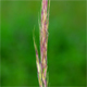 Festuca danthonii