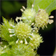 Xanthium orientale