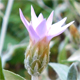 Xeranthemum cylindraceum
