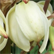 Yucca gloriosa