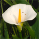 Zantedeschia aethiopica