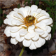 Zinnia elegans