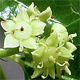 Ziziphus jujuba