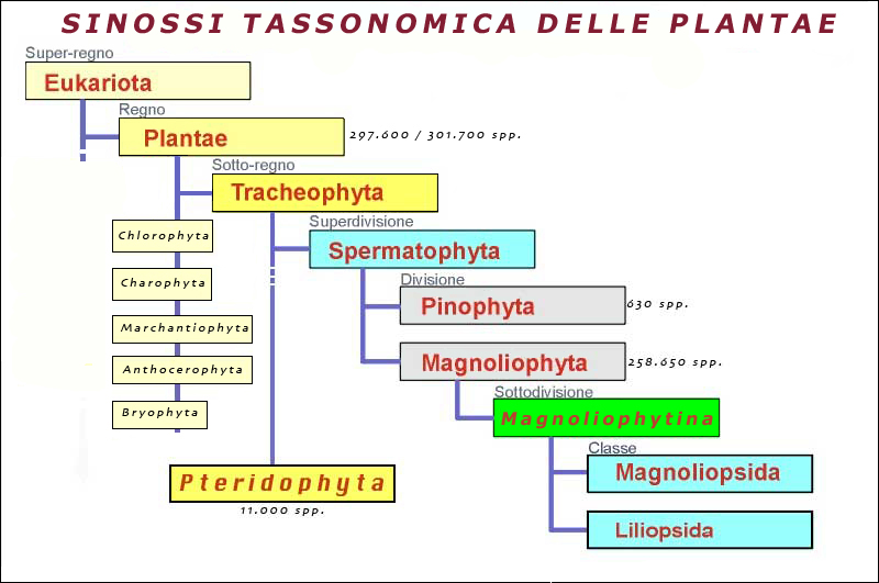 schema